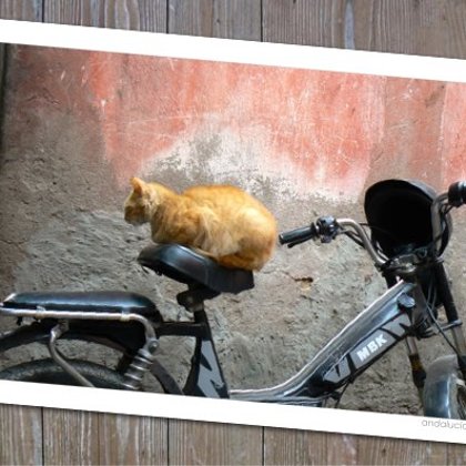 Gatto Moto