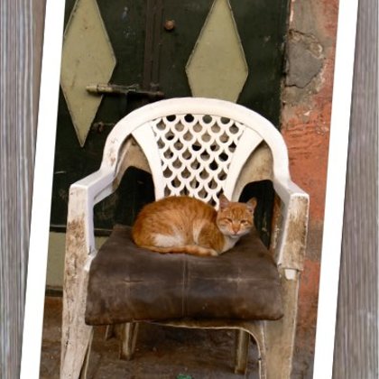 Gatto Silla