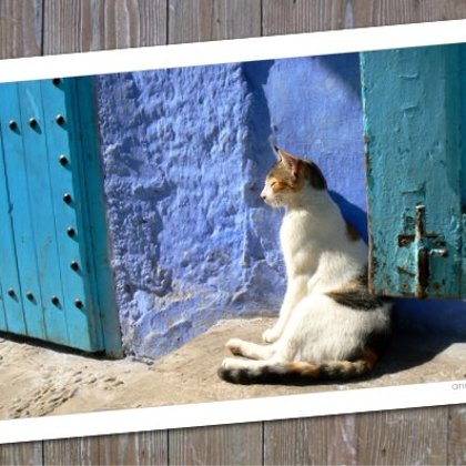 Gatto Tomando Sol