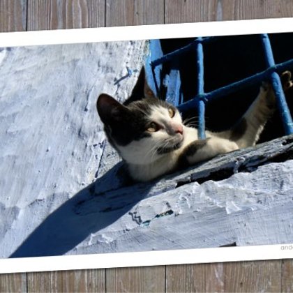 Gatto Ventana