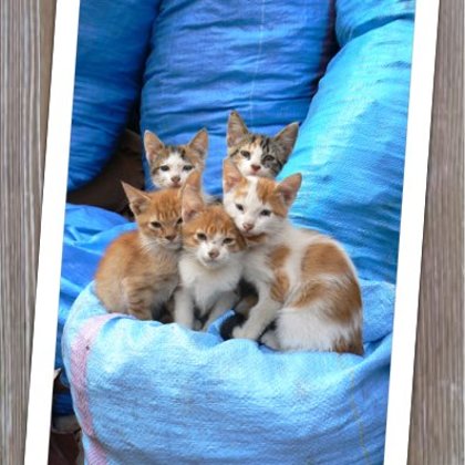 5 Gatittos