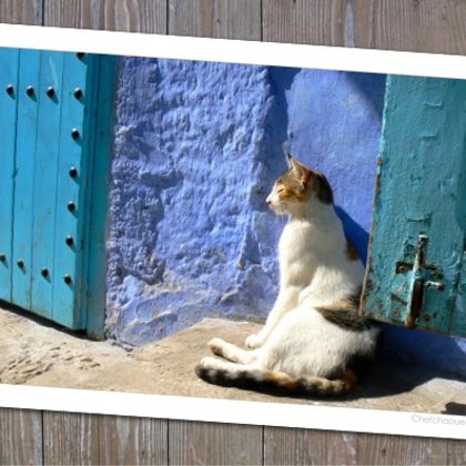 Gatto Tomando Sol