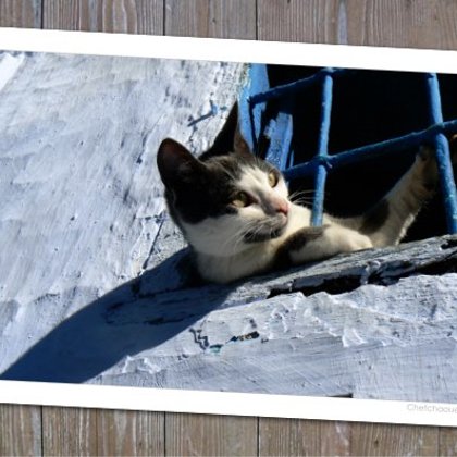 Gatto Ventana
